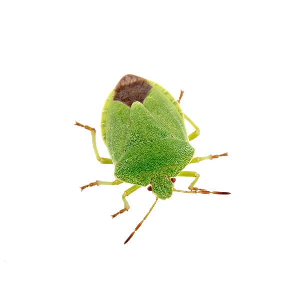 Bug escudo verde em um fundo branco — Fotografia de Stock