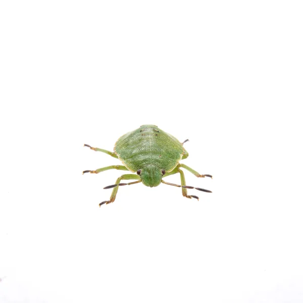 Bug bouclier vert sur un fond blanc — Photo