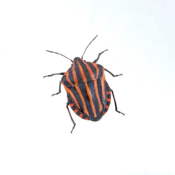 Rojo negro rayas escudo insecto sobre un fondo blanco —  Fotos de Stock