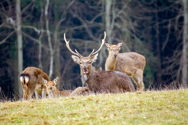 Deer standing in a meadow — Stock Photo, Image