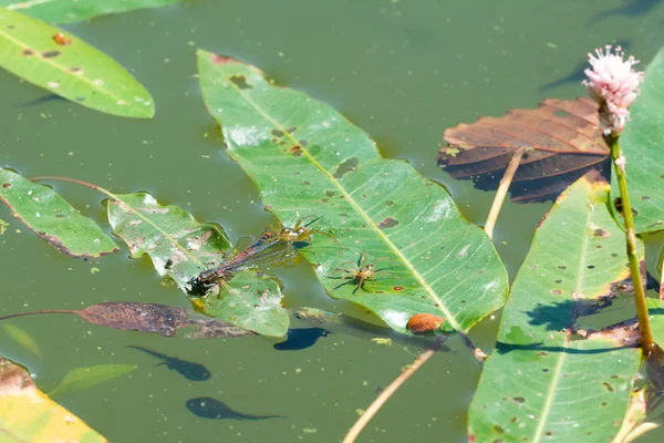 Zwei Spinnen mit tödlicher Libelle — Stockfoto