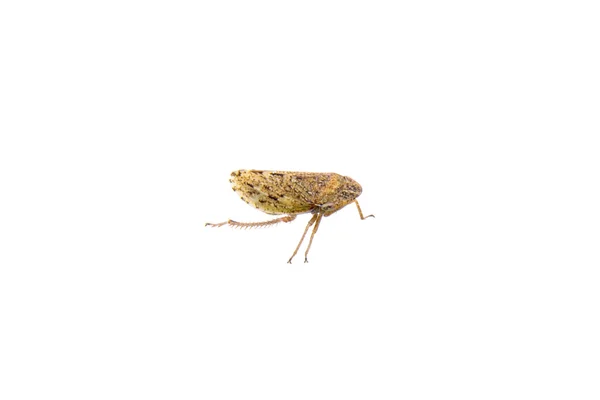 Pequeno inseto marrom em um fundo branco — Fotografia de Stock