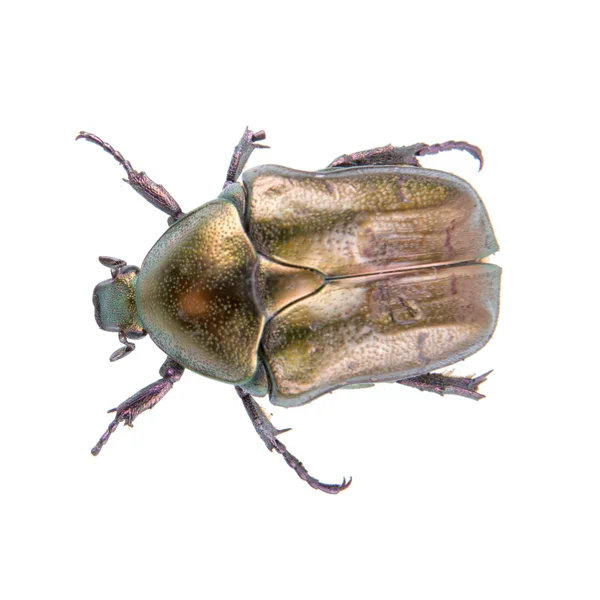 Grande bug de bronze em um fundo branco — Fotografia de Stock