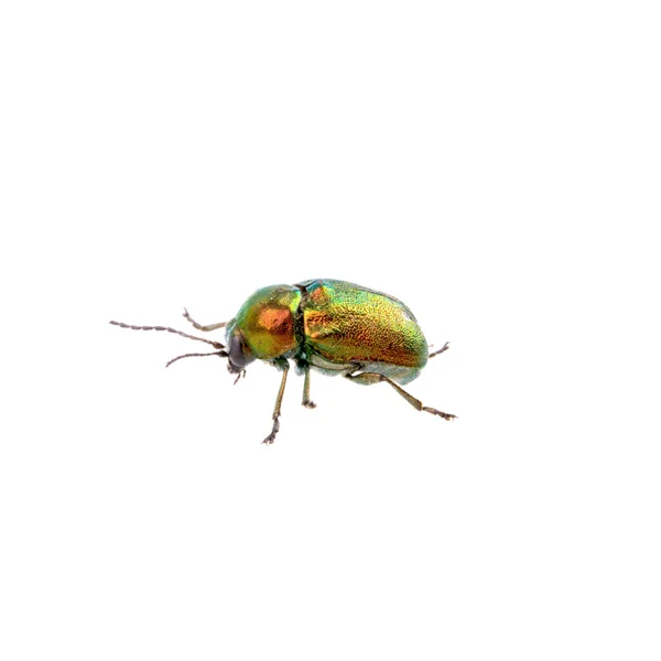 Металевий зелений жук на білому тлі — стокове фото