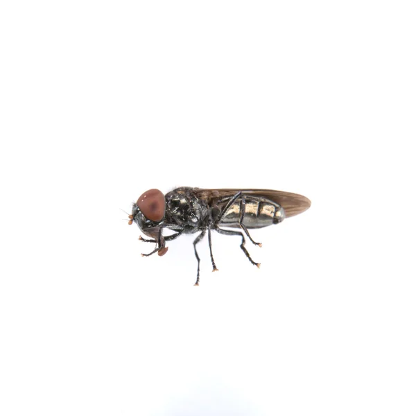 Fehér alapon fekete fly — Stock Fotó