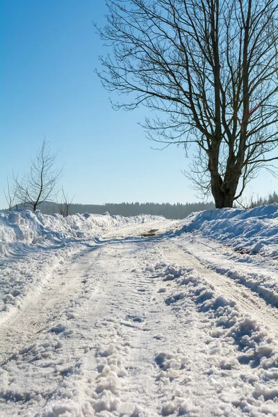 Schneeglätte mit Bäumen — Stockfoto