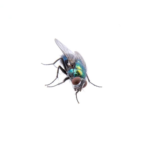 Зеленая муха на черном фоне — стоковое фото