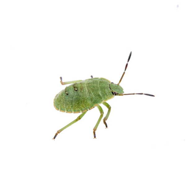 Groene schild bug op een witte achtergrond — Stockfoto