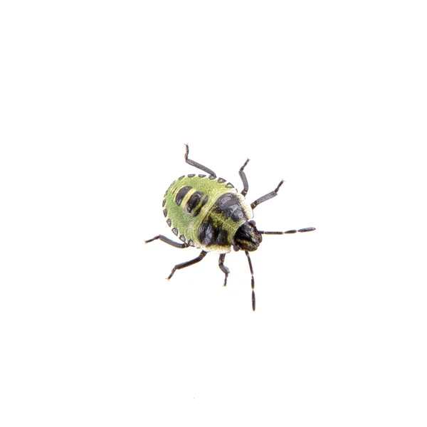 Insecto escudo negro verde sobre un fondo blanco —  Fotos de Stock