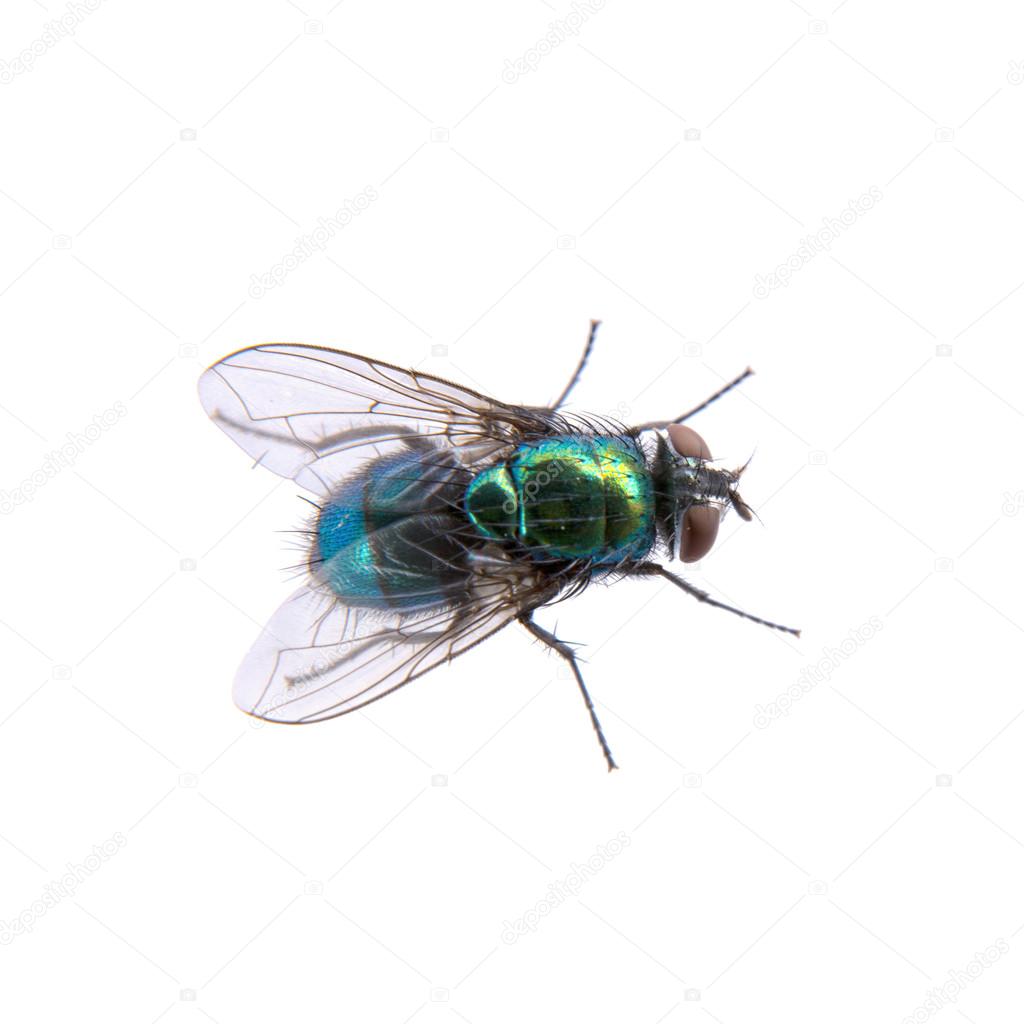 Green fly on a black background