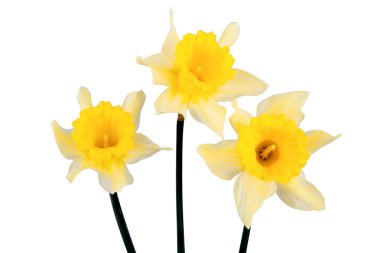Beyaz zemin üzerinde üç sarı nergis
