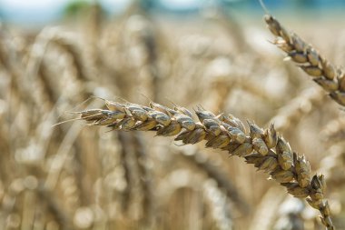 Mısır arka plan bulanık ile detay kulak