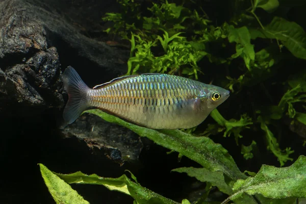 Радужные аквариумные рыбы — стоковое фото
