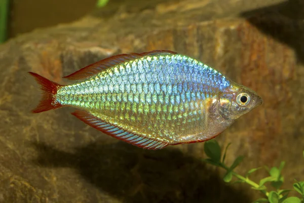 Rainbow akvarijních ryb — Stock fotografie