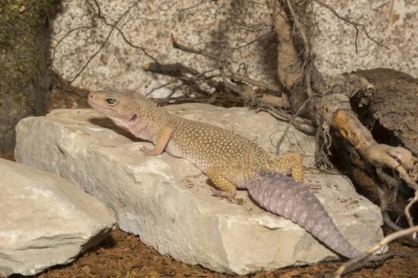 Gecko no terrário — Fotografia de Stock