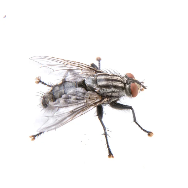 Fehér alapon fekete fly — Stock Fotó