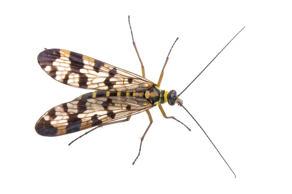 Escorpión mosca de la familia Panorpidae sobre fondo blanco —  Fotos de Stock