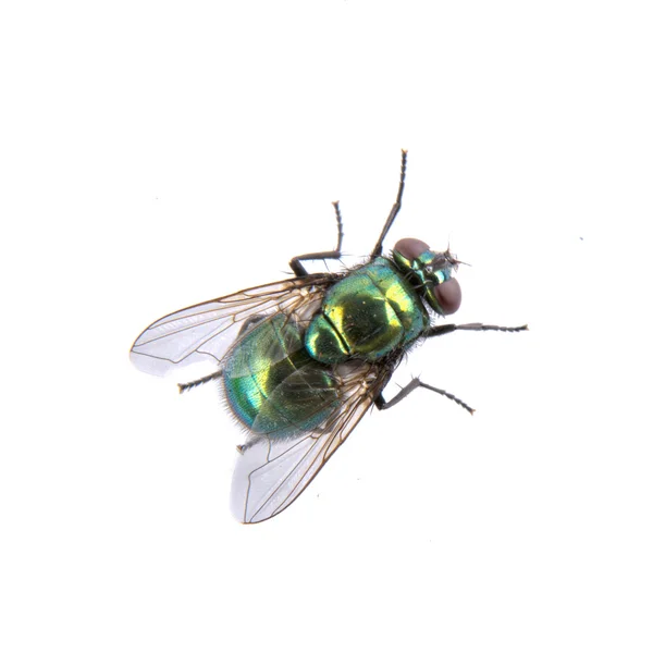 Mosca verde sobre um fundo preto — Fotografia de Stock