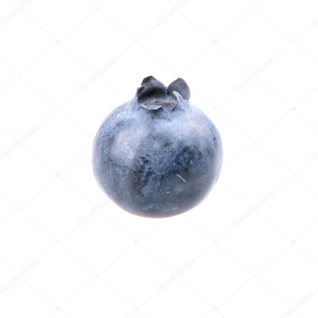 One Blueberry On White Background Stock Photo By C Neryx