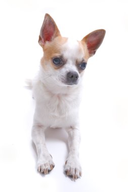 Köpek chihuahua portre