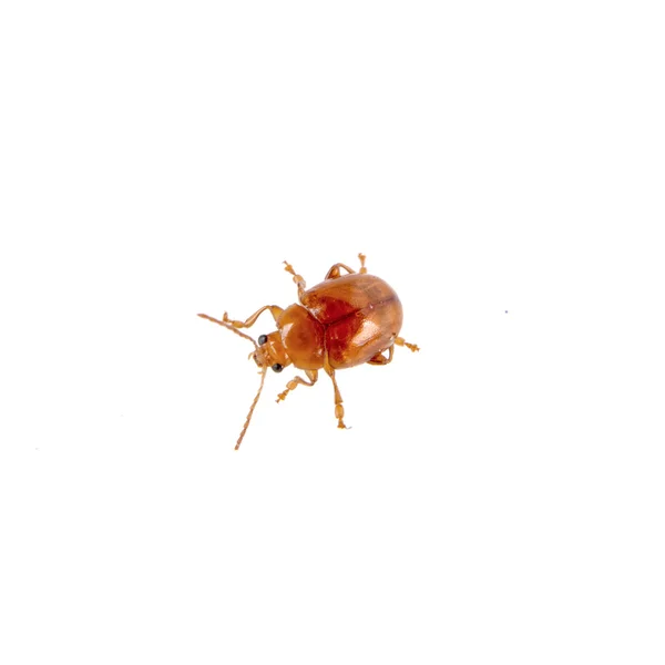 Escarabajo oxidado sobre un fondo blanco — Foto de Stock