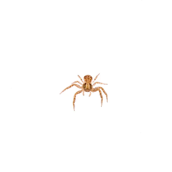 Malý pavouk na bílém pozadí — Stock fotografie