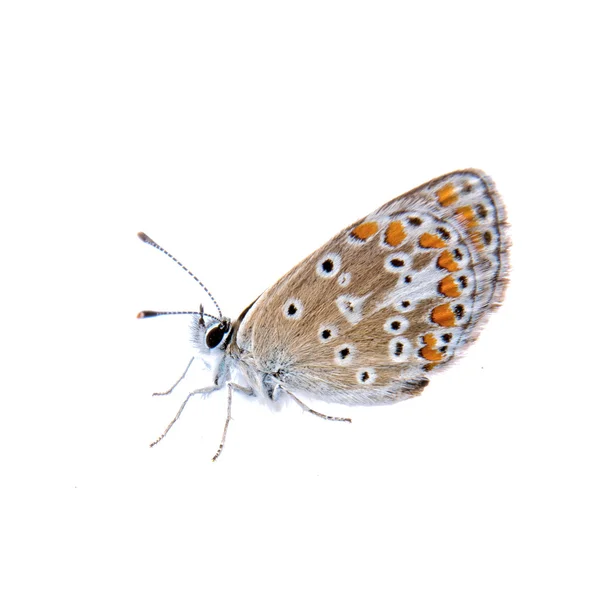 Färgade butterfly på den vita bakgrunden — Stockfoto