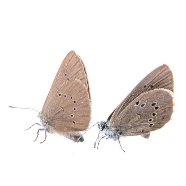 Две коричневые бабочки на черном фоне — стоковое фото