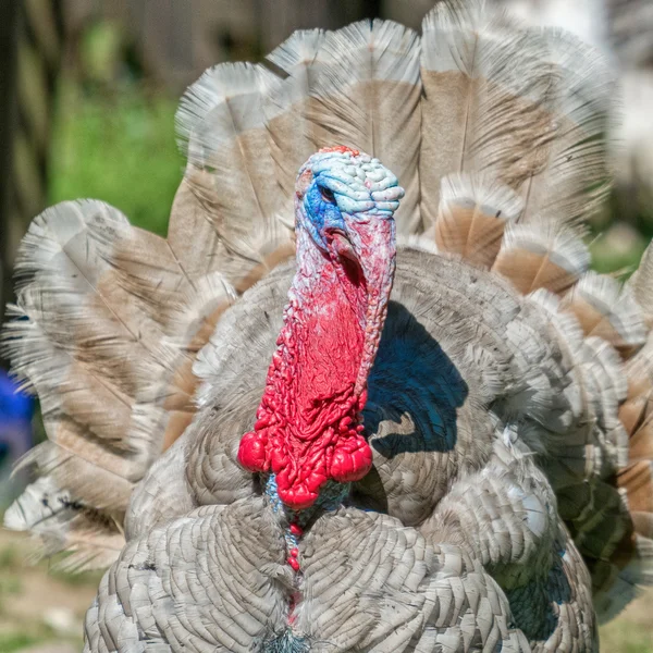 Detail of the red head of grey turkey — Stock Photo, Image