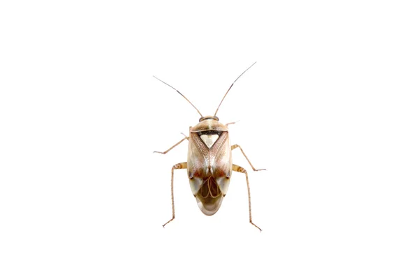 Bug escudo marrom em um fundo branco — Fotografia de Stock