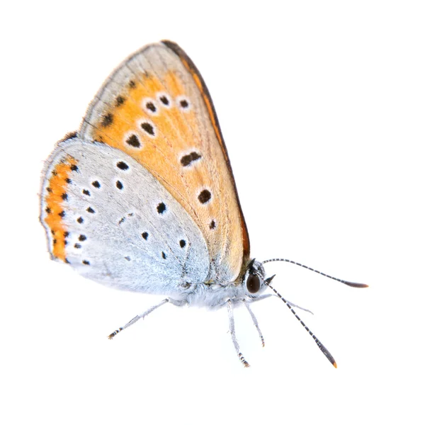 Цветная бабочка сидит на белом фоне — стоковое фото