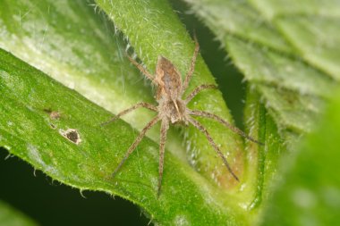 Kahverengi örümcek bir yaprak üzerinde oturan