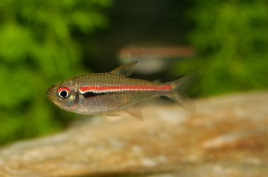 Tetra balık cinsi Hemigrammus
