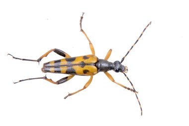 Beyaz zemin üzerine sarı siyah hata