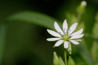 arka plan bulanık beyaz çiçek