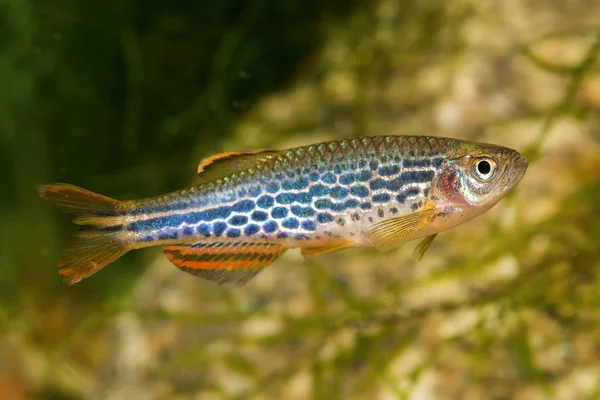 Cins Danio Barb balık