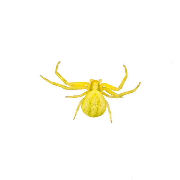 Green spider on a white background — Stock Photo, Image