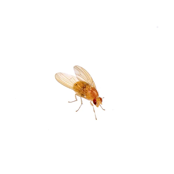 Mosca bege em um fundo branco — Fotografia de Stock