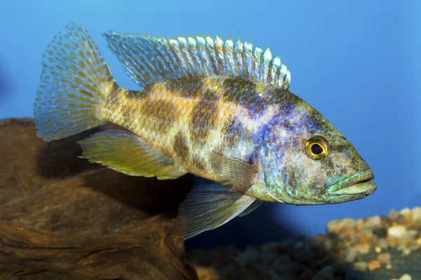 Sügér hal a nemzetség Nimbochromis — Stock Fotó