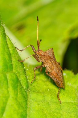Yaprak üzerinde oturan kahverengi kalkan hata