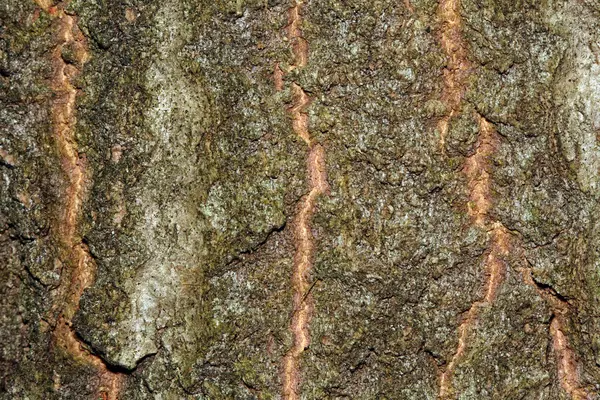 Braune Baumterke — Stockfoto