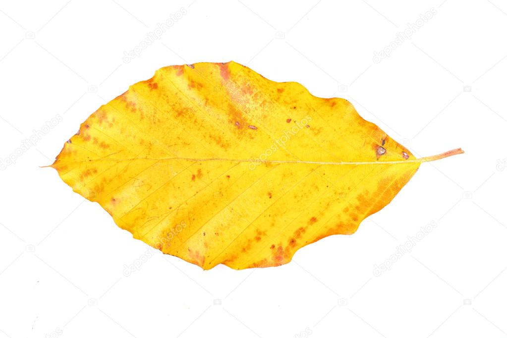 Colored leaf on a white background