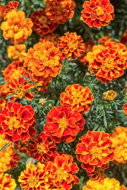 Bahçede sarı ve turuncu kadife çiçeği çiçek