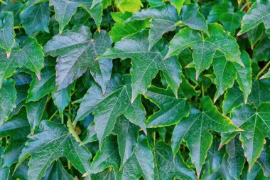 yeşil yapraklar arkaplan