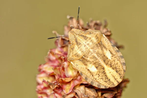 Brown shied bug — Stock Photo, Image