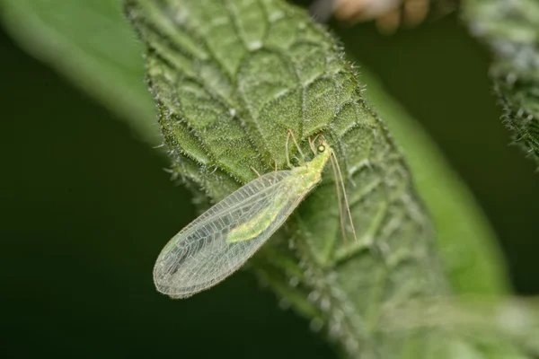 Groene vliegen zittend op een blad — Stockfoto