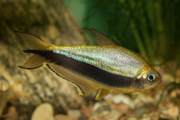 Tetra Fisch mit schwarzem Streifen — Stockfoto