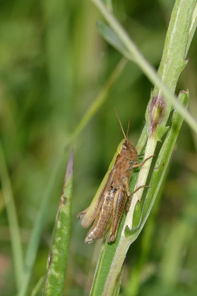 Groen bruin sprinkhaan — Stockfoto