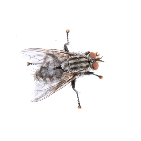 Черная муха на белом фоне — стоковое фото