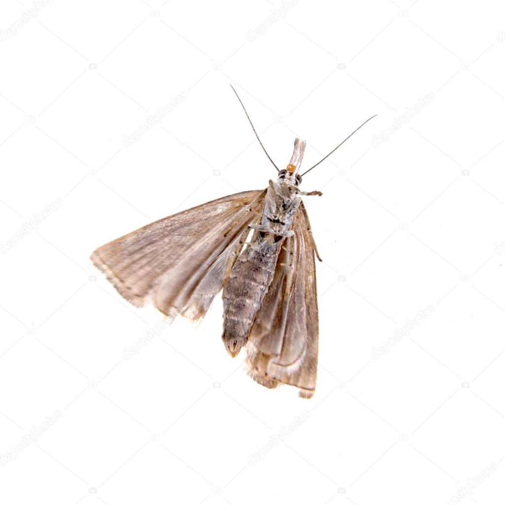Grey moth on a white background